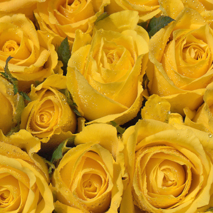 Цветы: Жёлтые розы 50-60 см