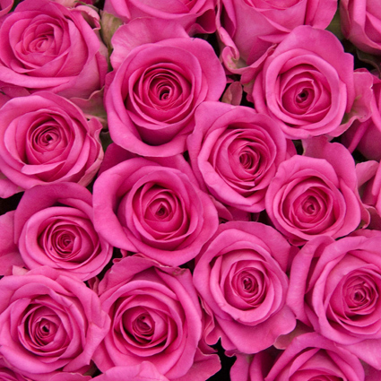 Ziedi: Rozā rozes 50-60 cm