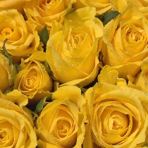 Ziedi: Dzeltenas rozes 70 - 80 cm