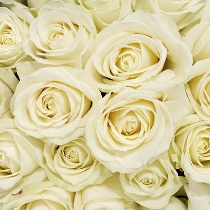 Ziedi: Baltas rozes 50-60 cm