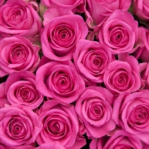 Цветы: Розовые розы 50-60 см